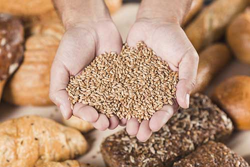 formation conservation des grains